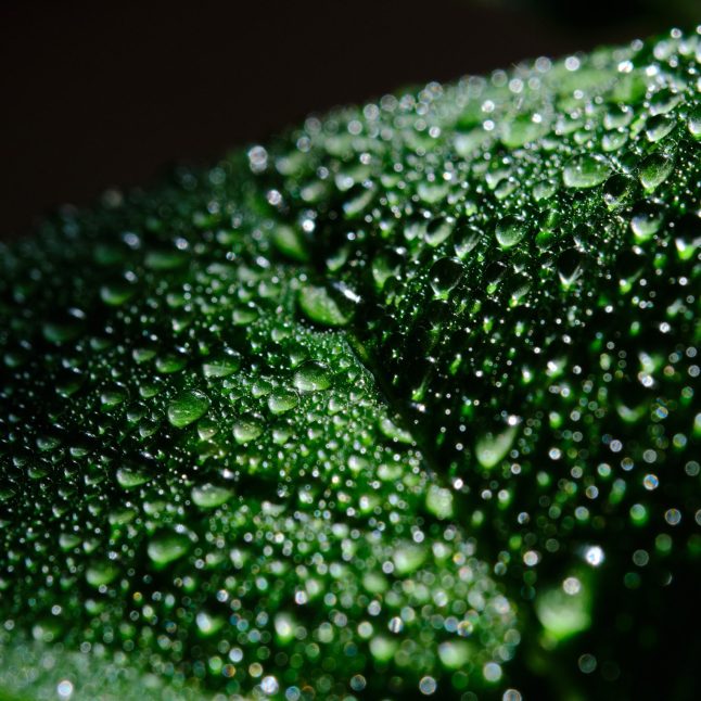 Green leaf with water drops for beautiful background