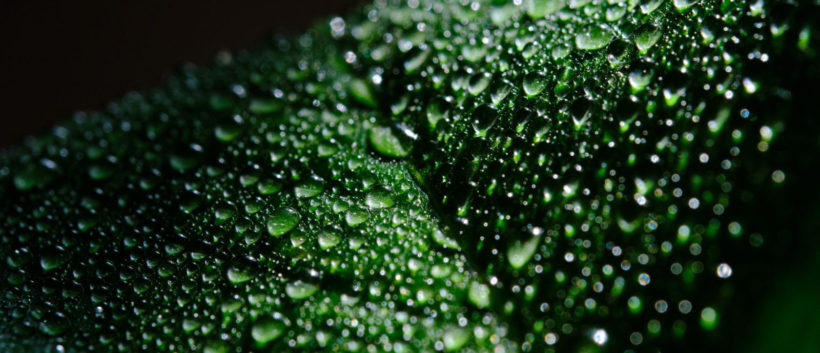 Green leaf with water drops for beautiful background