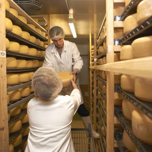 Workers putting cheese round for storage at farm factory
